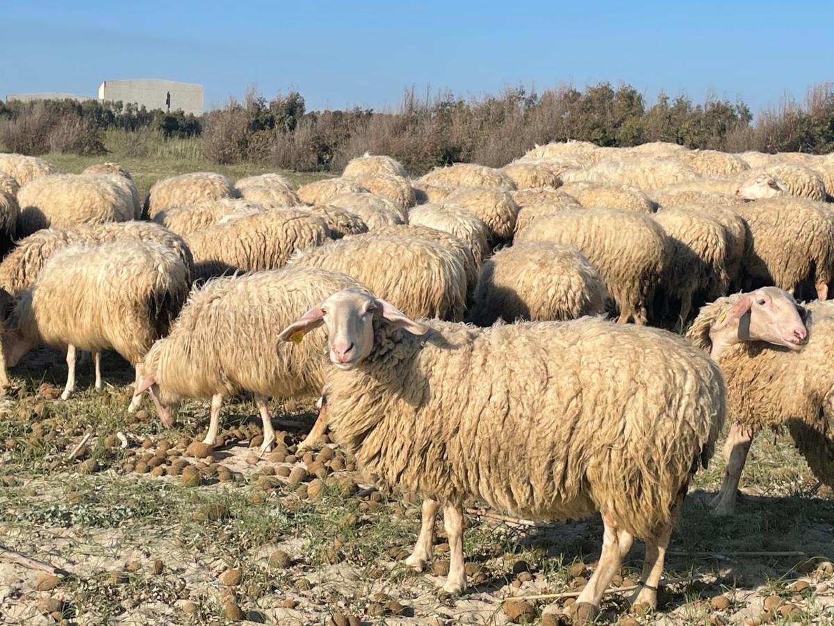 B&B Su Fassoi Santa Giusta Zewnętrze zdjęcie